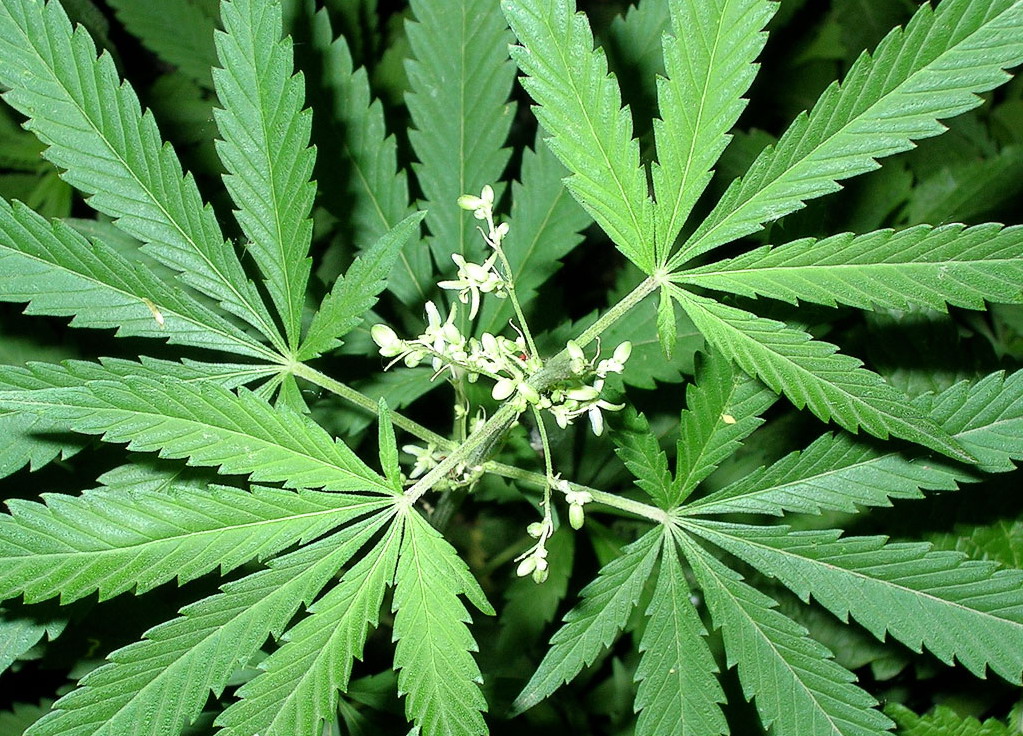 марихуана ростов