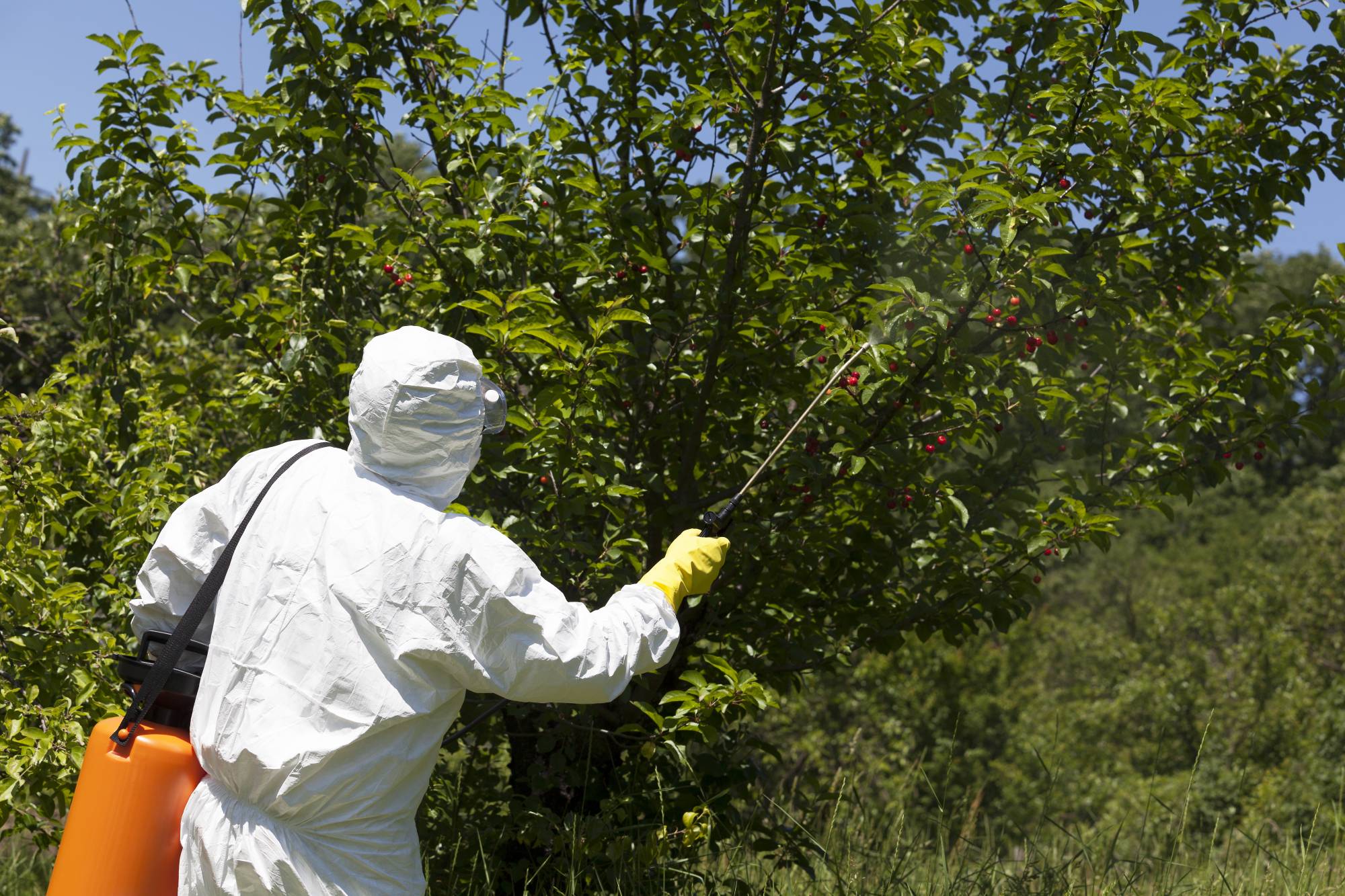 Пестициды заболевания. Опрыскивание деревьев. Опрыскивани к деревьев. Обработка дерева. Опрыскивание инсектицидами.