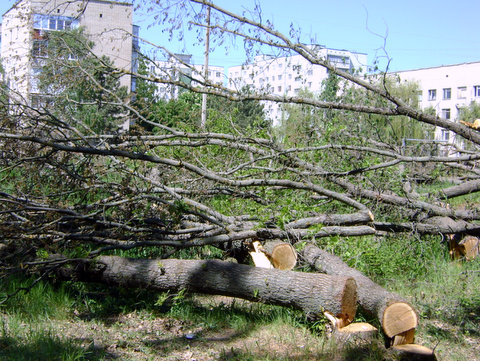 kuleshovka_dubi_3.jpg