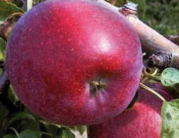 Сорта яблонь для Ростовской области названия, фото, описание