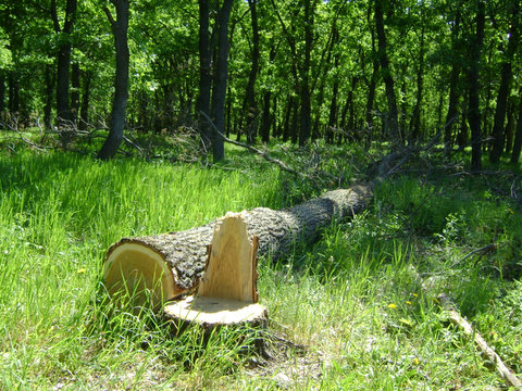 kuleshovka_dubi_5.jpg