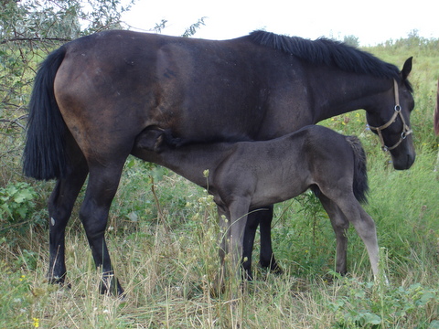 horses.JPG