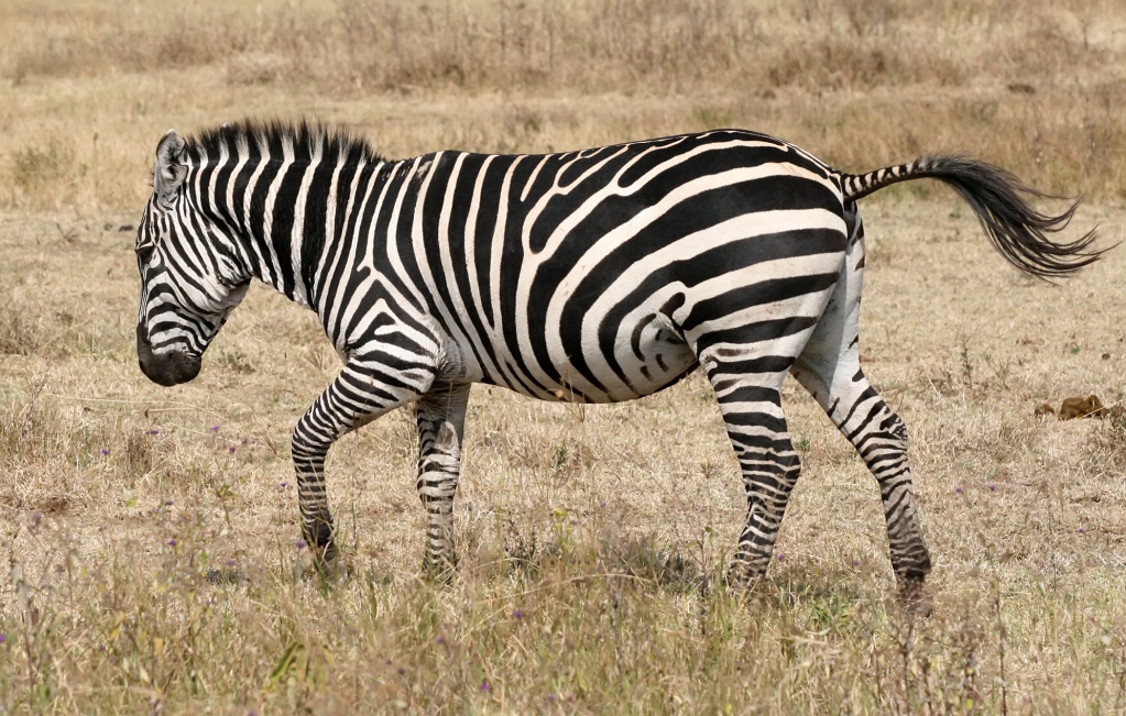 Zebra_running_Ngorongoro.jpg