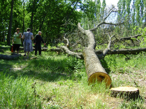 kuleshovka_dubi_1.jpg