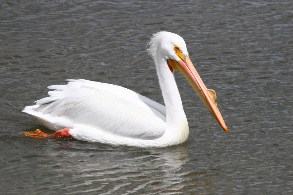 pelican.jpg